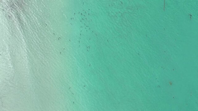 Aerial view of a massive shiver of leopard sharks in La Jolla, California