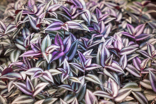 Close up on flowers