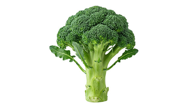 Fresh, healthy, organic, nutritious broccoli on a white background, a versatile vegetable for culinary creations, promoting a balanced diet and well-being
