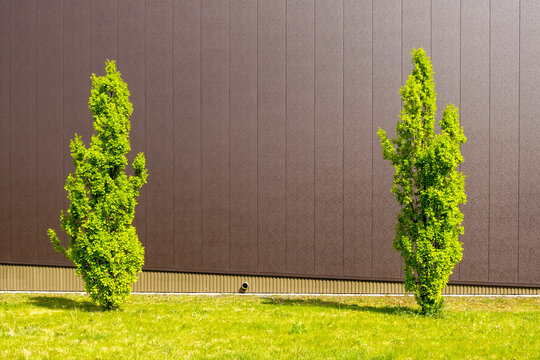 Two young green trees in front of colored wall outdoors with copy space