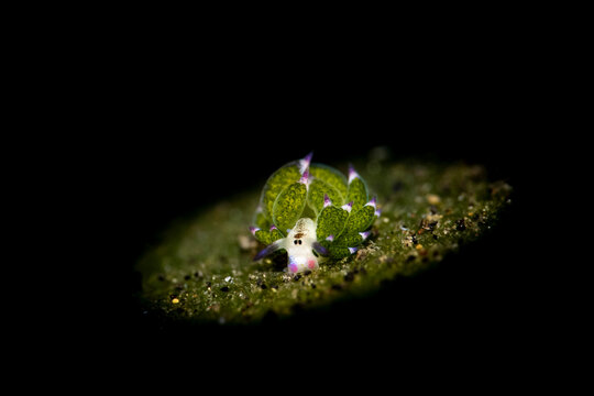Leaf sheep sea slug Costasiella kuroshimae on sand in Lembeh Strait