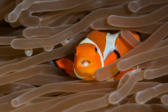 Common clownfish with isopod in anemone in Lembeh Strait Indonesia