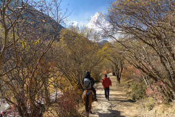 Obraz premium Special Horse Caravan at Yading Nature Reserve. a famous landscape in Daocheng, Sichuan, China.