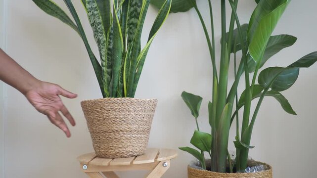 Person lifting and placing sansevieria snake plant on wooden stool against white wall