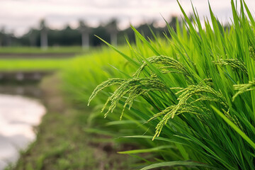 Naklejka premium Green rice plant in paddy field close up, lush agriculture landscape, rural farming, natural growth, serene countryside scene