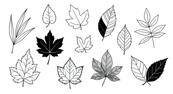 set of hand drawn vector illustration leaves silhouettes
