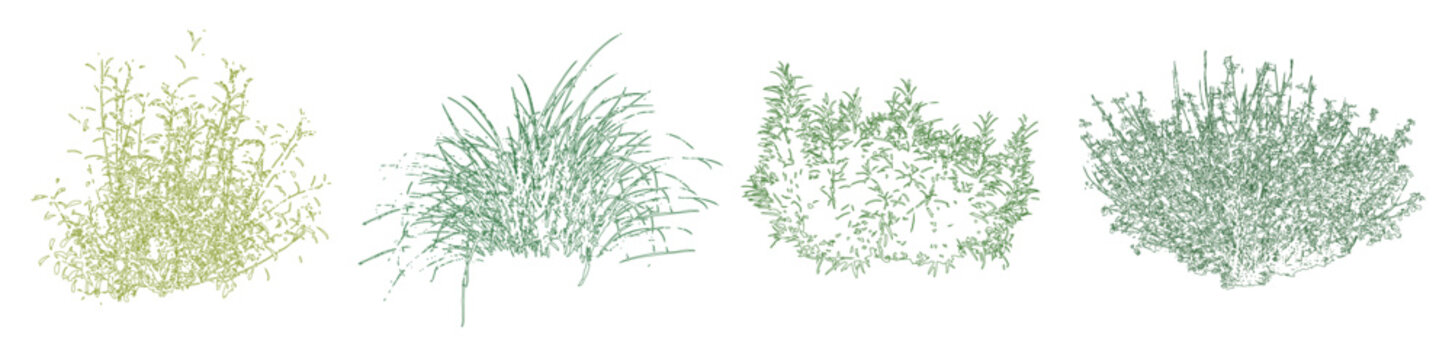 Vector set of colorful ornamental grasses in elevation view for architectural drawings	
