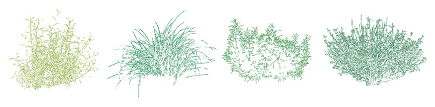 Set of colorful ornamental grasses in elevation view for architectural drawings - Isolated on transparent background