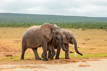 Fototapeta premium Elephant in Addo Elephant Safari Park