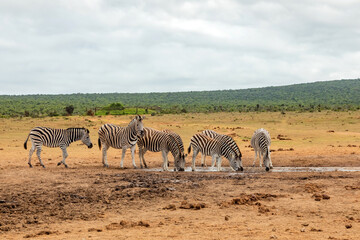 Fototapeta premium Zebra in Addo Elephant Safari Park