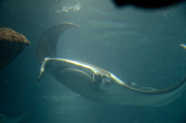 マンタ © ふわしん