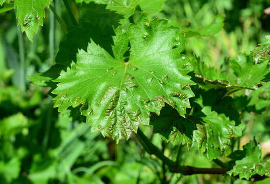 grape anthracnose on leaf close up