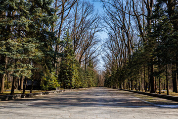 Wide alley of the Memorial of Glory in Kharkiv: spring forest park, coniferous trees and...
