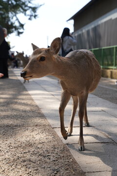 sacred  Sika deer at nara park waiting to be fed by tourist
