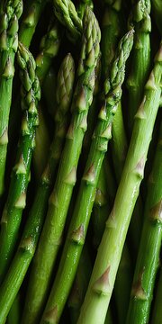 Fresh Asparagus Stalks in a Beautiful Display, Ideal for Healthy Dishes and Culinary Creations