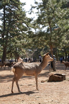 sacred  Sika deer at nara park waiting to be fed by tourist
