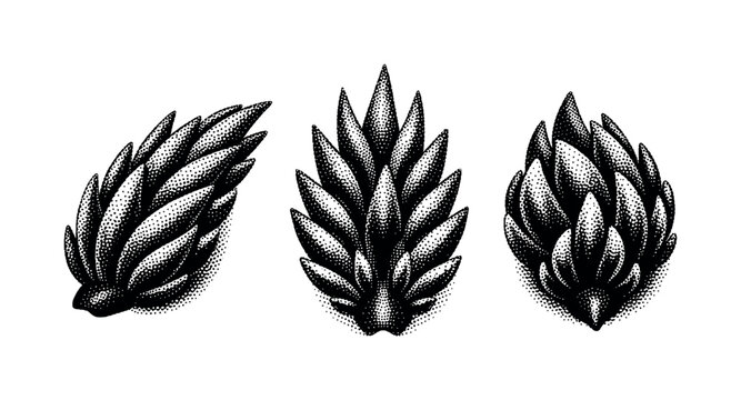 Nudibranch cerata A realistic set of nudibranch cerata with tapered organic forms arranged along the back, displayed as the same cerata in three different