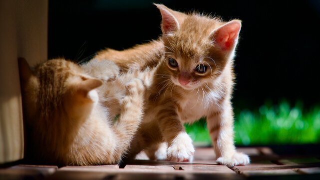 Cute young tabby cat exploring nature with a wide-eyed and curious expression.