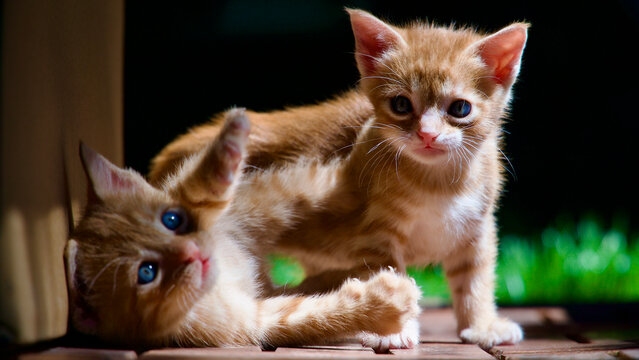 Low angle shot of a tiny ginger cat walking through the garden looking ahead.
