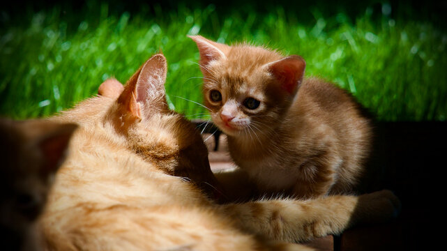 Cute young tabby cat exploring nature with a wide-eyed and curious expression.