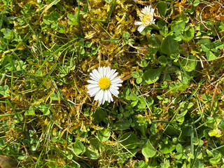 blume gänseblümchen natur pflanze © fotorena.de