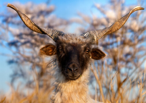 hungarian racka sheep grazing on meadow
