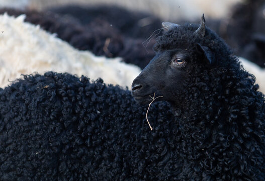 hungarian racka sheep grazing on meadow
