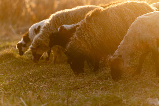 hungarian racka sheep grazing on meadow