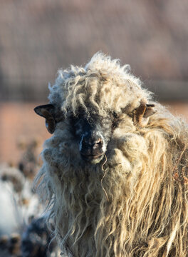 hungarian racka sheep grazing on meadow