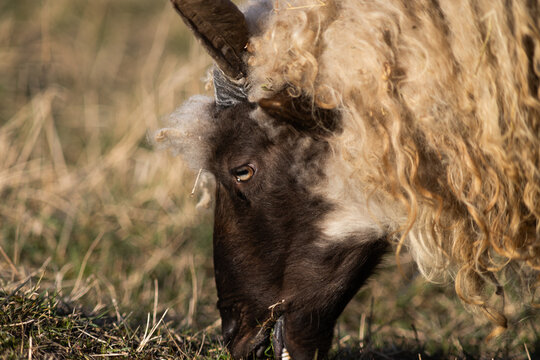 hungarian racka sheep grazing on meadow