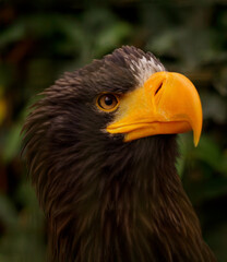 Fototapeta premium red tailed hawk