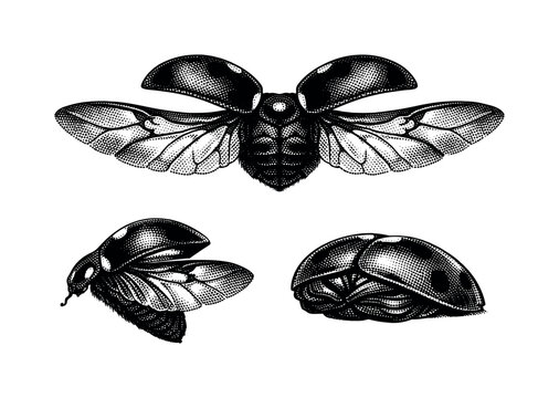 Seven spot ladybird wing anatomy A realistic seven spot ladybird wing represented as one object in three views: fully extended wing view, side angled view, and