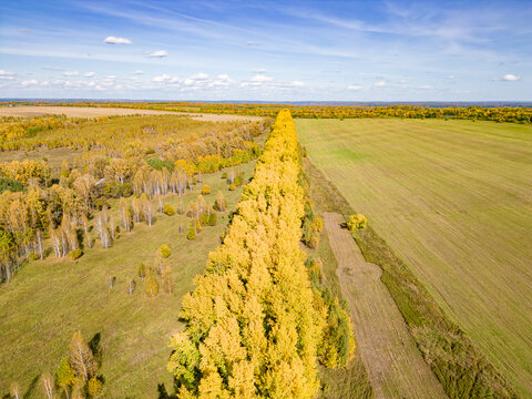 Drone photograph of linear tree line with golden autumn foliage separating cultivated fields serving as windbreak and snow trapping barrier in Kuzbass, selective focus
