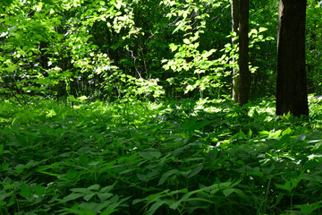Sunlight Filtering Through Lush Green Forest Undergrowth © Irina