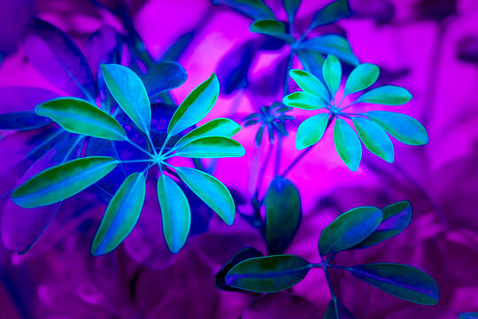 Neon colors with an umbrella plant, Schefflera. 80s concept: neon colors and a dwarf umbrella tree, Schefflera arboricola.