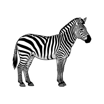 A black and white drawing of a zebra standing still
