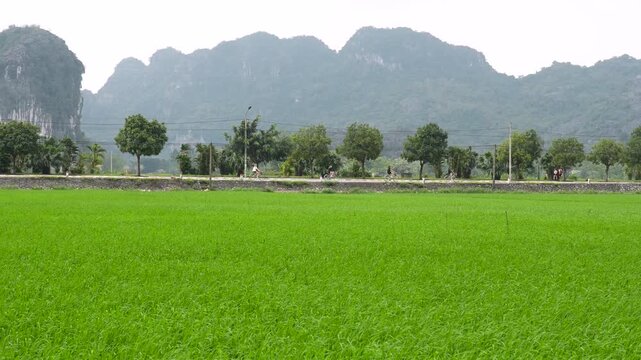 Group of tourists riding bicycles near green lush rice fields in village Tam Coc, Vietnam. People cycling around countryside rice plantations, popular touristic landmark, active leisure pastime.