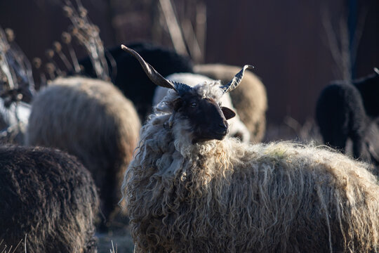 hungarian racka sheep grazing on meadow