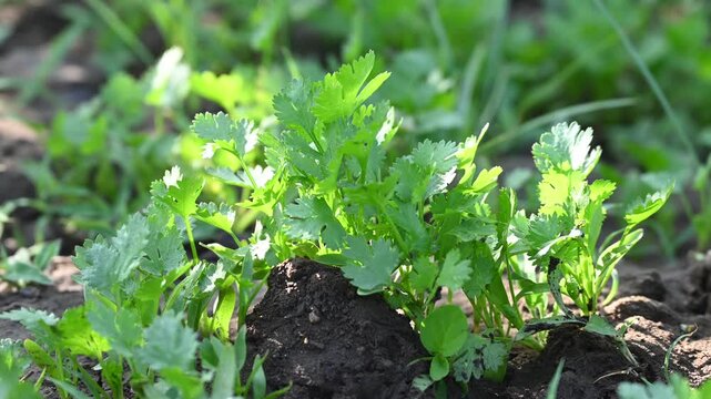 Organic fresh coriander herb sprouts. fresh coriander leaves vegetable farm. Growing green coriander (cilantro) plant in farm