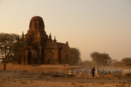 View of ancient temple basks in the warm light as a herder guides cattle across the dry plains, Old Bagan, Mandalay Region, Myanmar Burma.