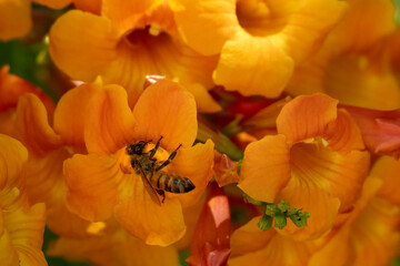 A Honeybee on a Tecoma Flower © Moshe Einhorn