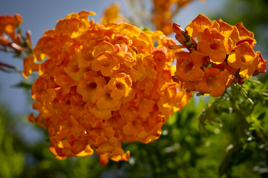 Orange Tecoma Flowers