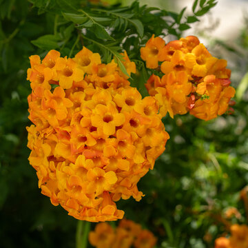 Orange Tecoma Flowers