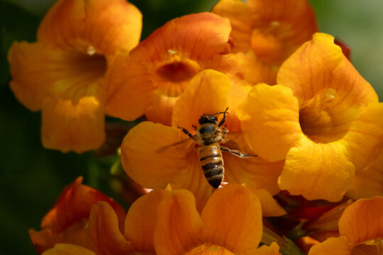 A Honeybee on a Tecoma Flower