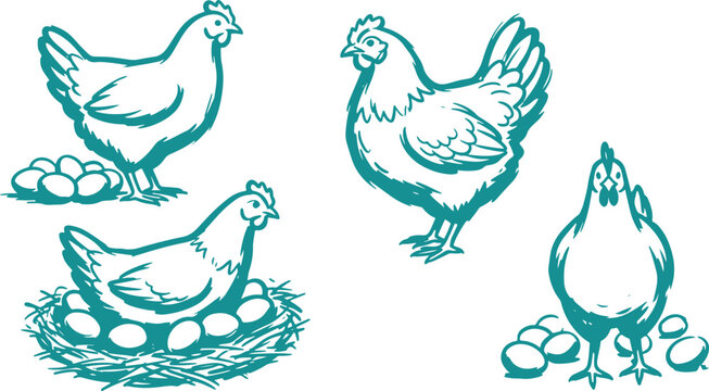 Chicken Hen Vector Set, Hand Drawn Farm Poultry Clipart Design, Egg Laying Bird Line Art Illustration Collection.