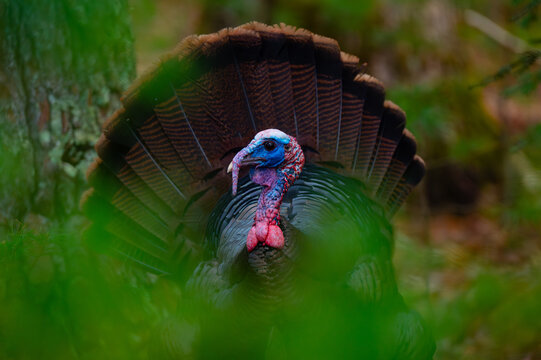 A tom turkey displaying its fanned tail feathers and bright blue and red colors, seen through the branches of trees in Cades Cove, Tennessee, Great Smoky Mountains