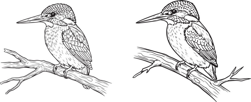 Kingfisher Bird on Branch &ndash; Detailed Wildlife Vector Line Art Illustration, Intricate kingfisher art on branch in detailed black and white drawing