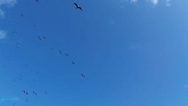 Aerial drone shot of a flock of birds flying in the clear blue sky over Isla Mujeres, Mexico