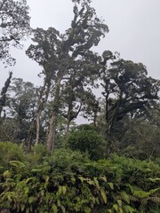 Fototapeta premium “Misty Rainforest Canopy”