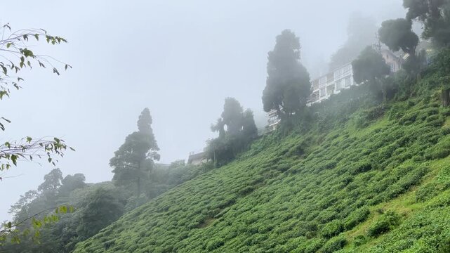 Natural diversity of Darjeeling tea gardens. Due to the high and low land, rainwater does not accumulate at the base of the tea tree, which is ideal for the tree's, Darjeeling tea is world famous.